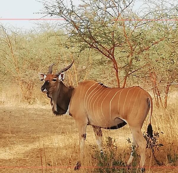 réserve de bandia sénégal, parc animalier de bandia sénégal, sénégal bandia natural reserve
