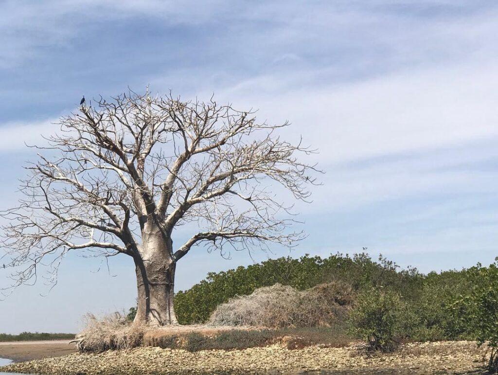 Forêt des Baobabs et la Lagune de Somone